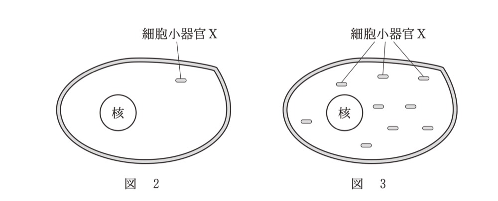 BK-PAST4-R7-YEAST-MITOCHONDRIAの問題図版