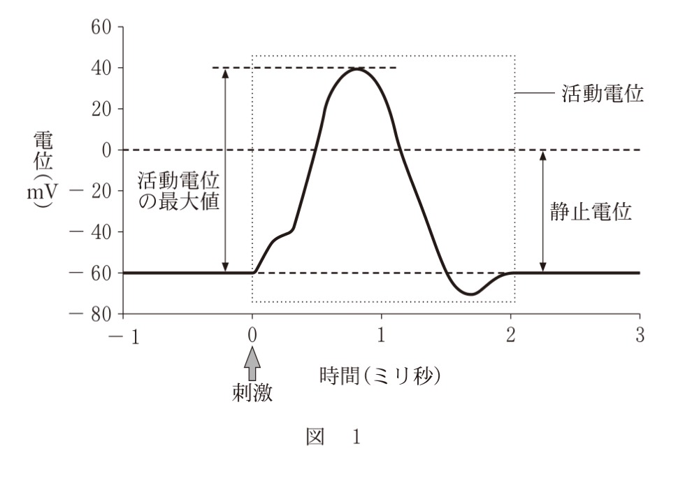 BI-PAST-R6-ACTION-POTENTIALの問題図版